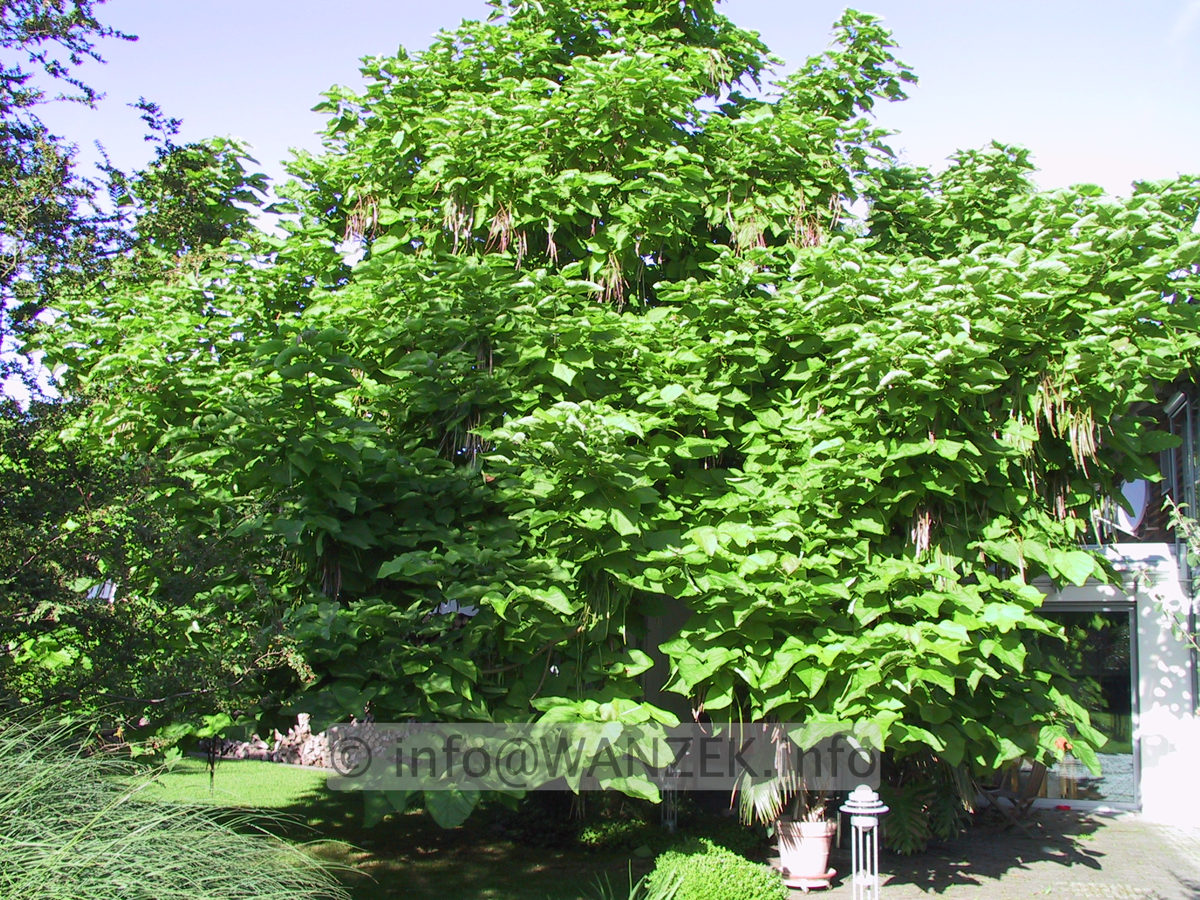 Catalpa bignonioides - Baum 03.JPG